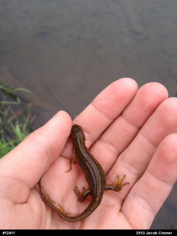 Red-spotted Newt
