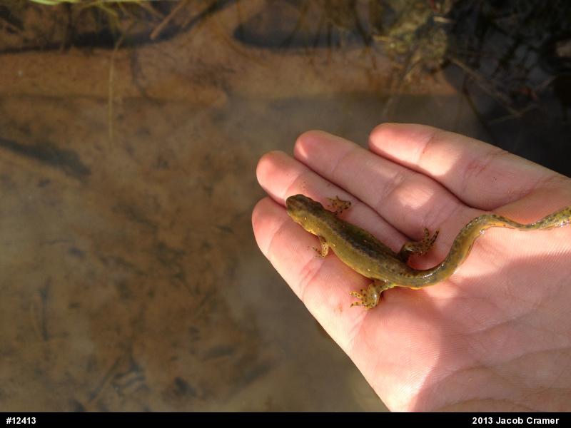 Red-spotted Newt