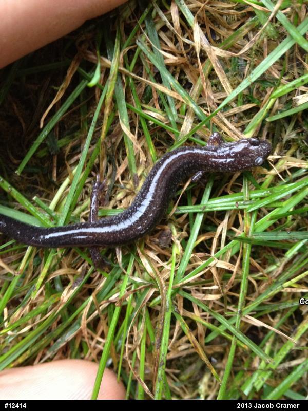 Eastern Red-backed  Salamander