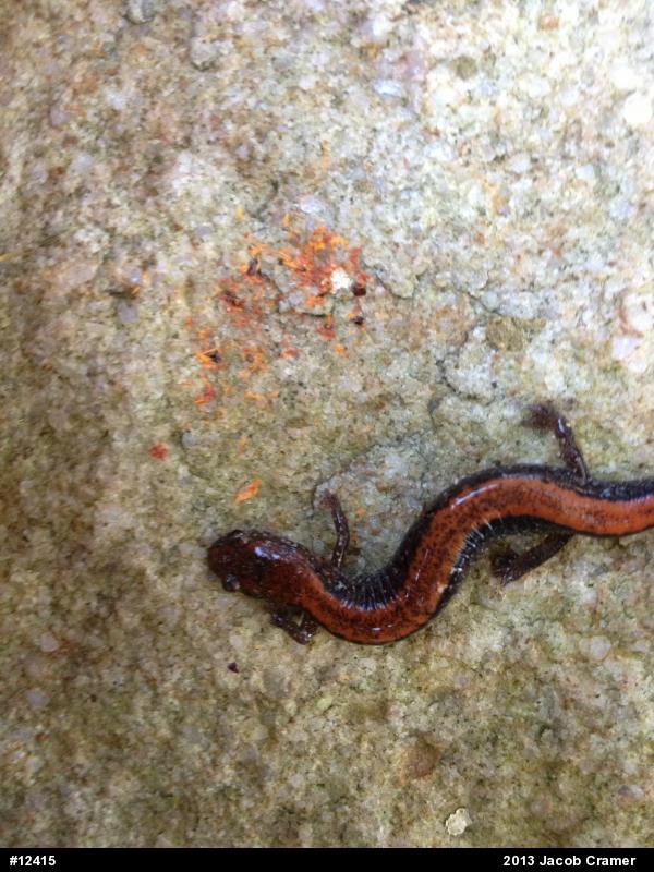 Eastern Red-backed  Salamander