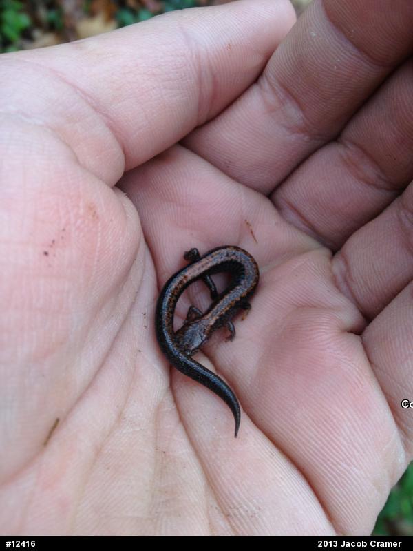 Eastern Red-backed  Salamander