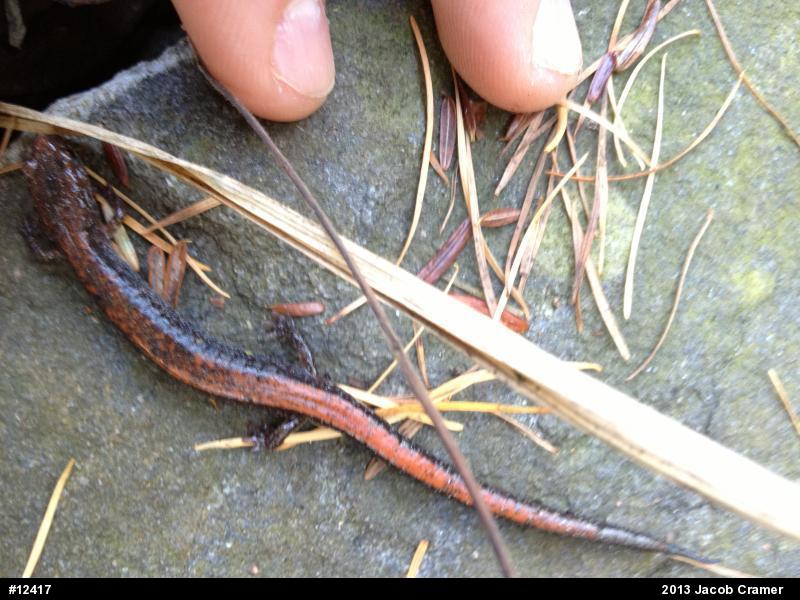 Eastern Red-backed  Salamander