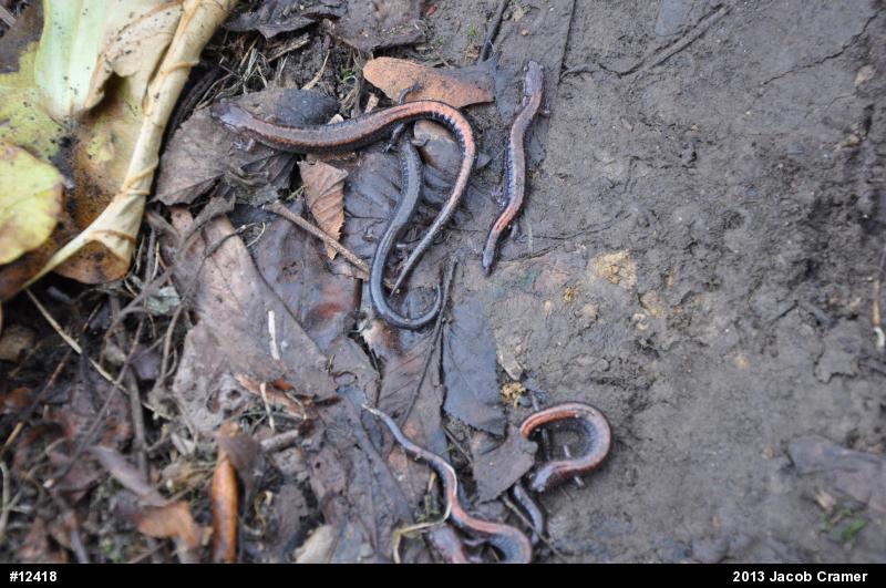 Eastern Red-backed  Salamander