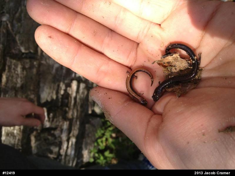 Eastern Red-backed  Salamander