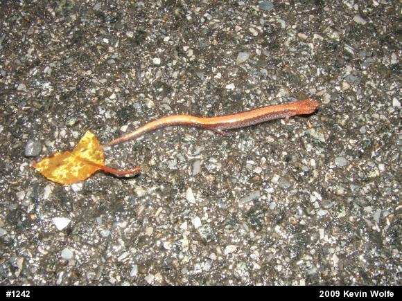 Eastern Red-backed  Salamander