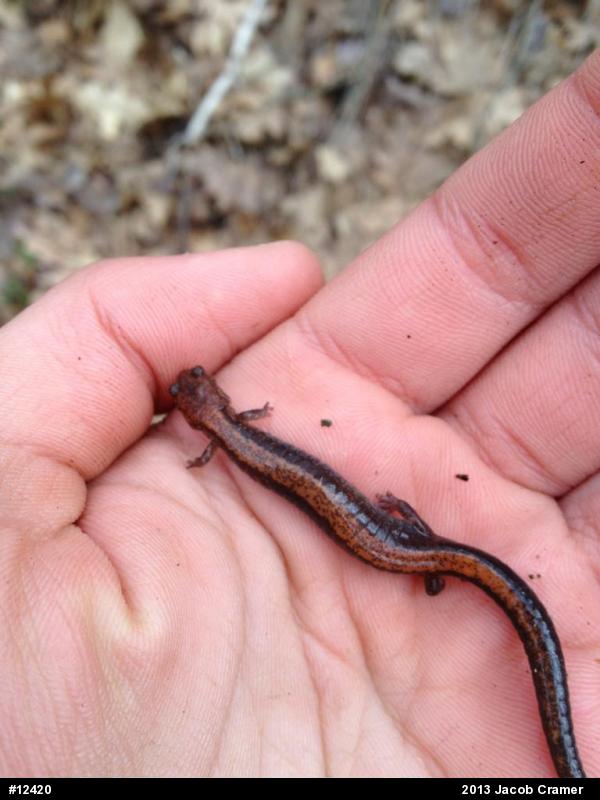 Eastern Red-backed  Salamander