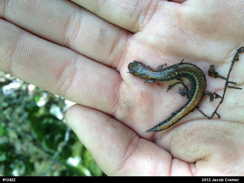 Eastern Red-backed  Salamander