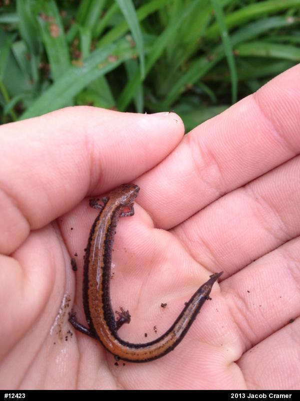 Eastern Red-backed  Salamander