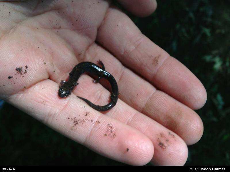 Eastern Red-backed  Salamander