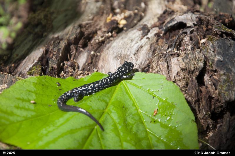 Northern Slimy Salamander