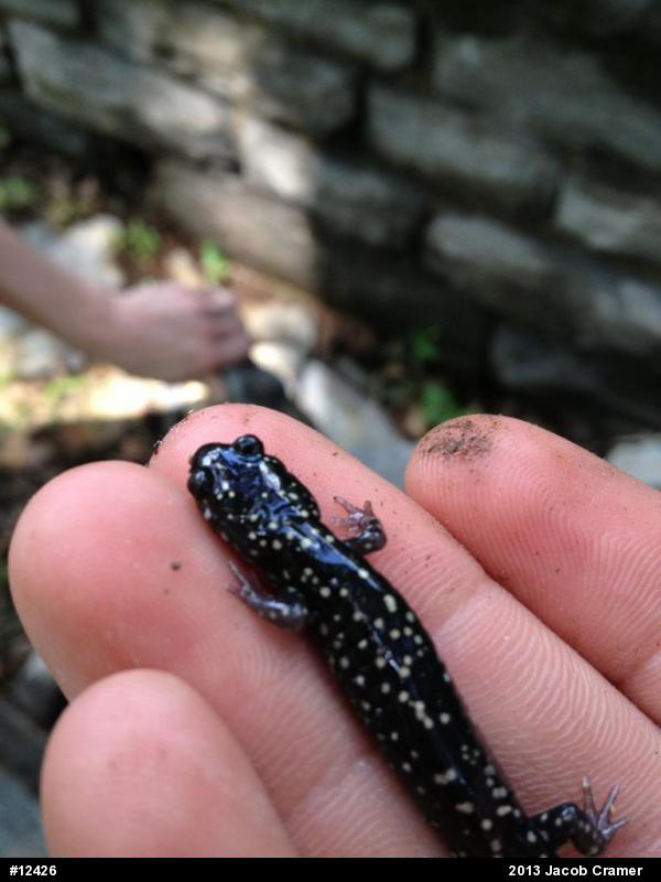 Northern Slimy Salamander