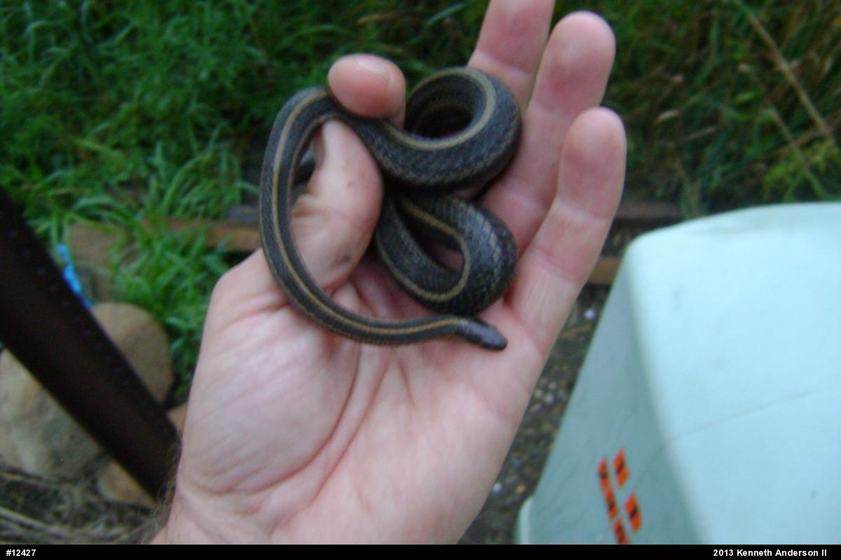 Shorthead Gartersnake