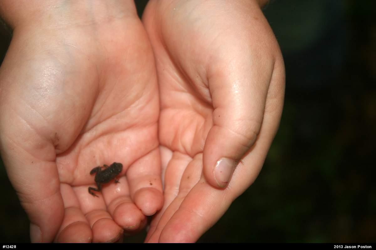 True Toads