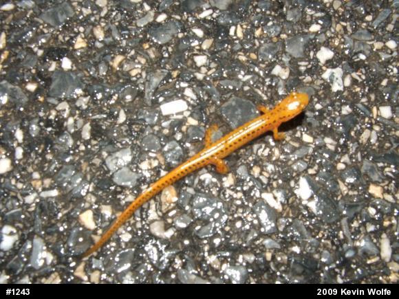 Eastern Long-tailed Salamander