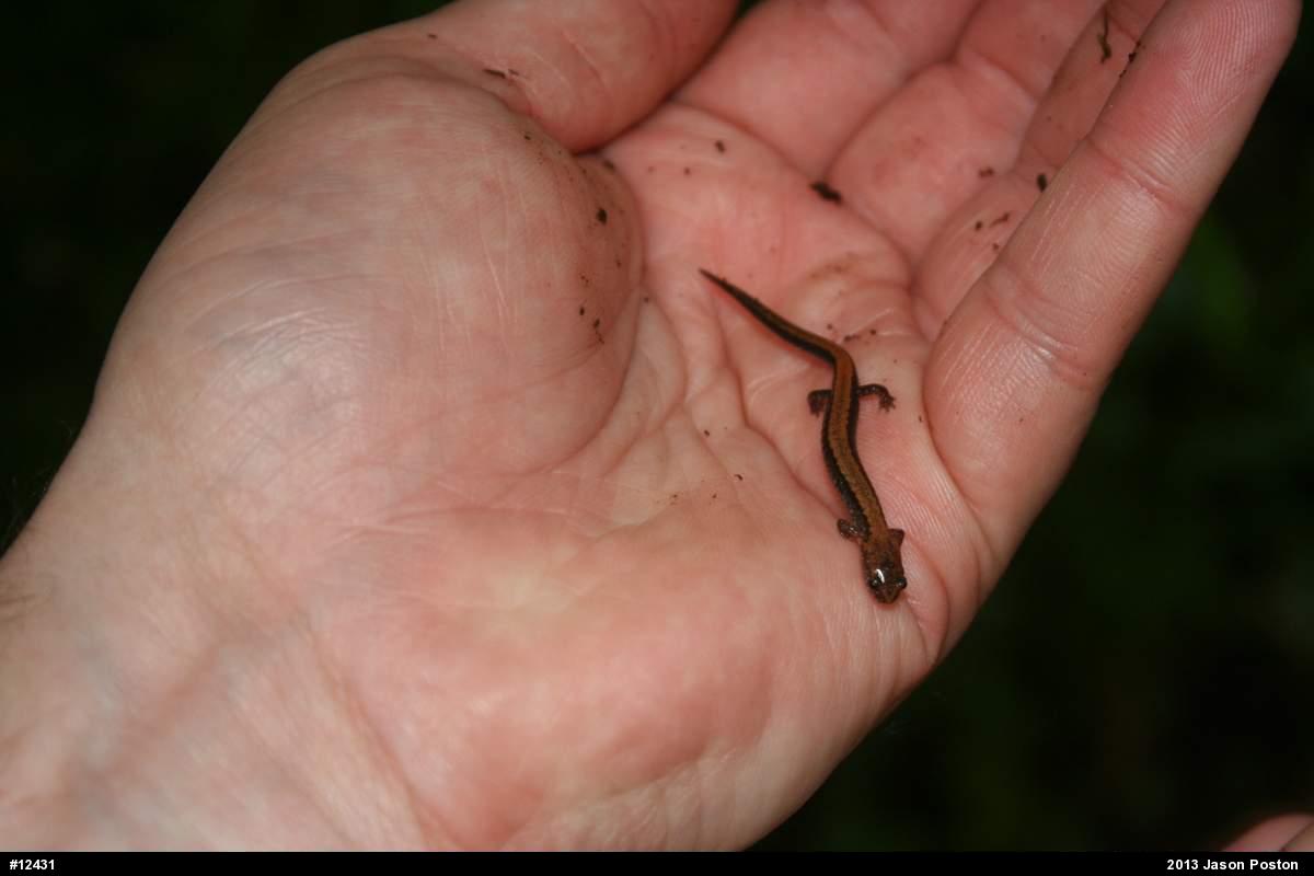 Eastern Red-backed  Salamander