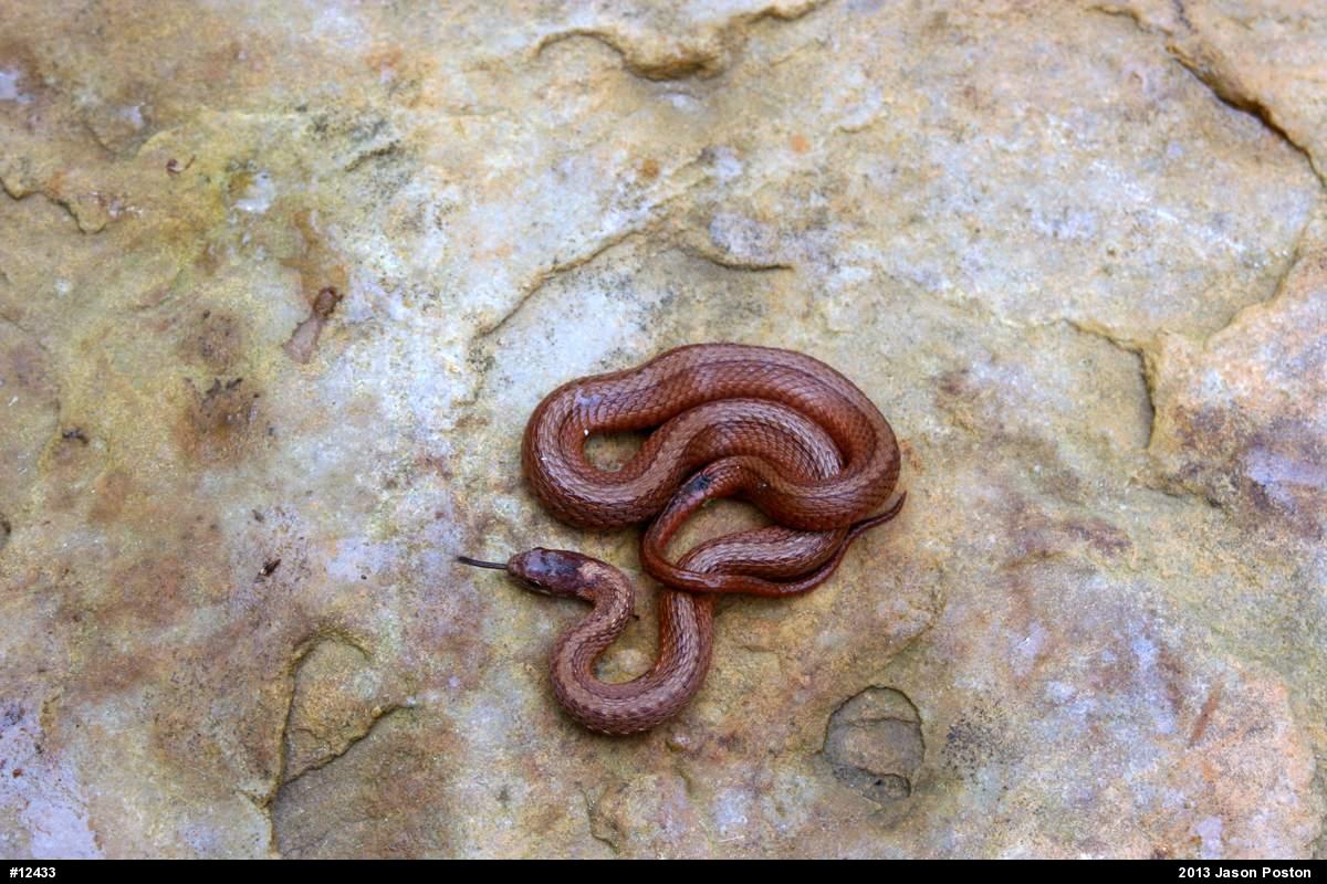 Red-bellied Snake