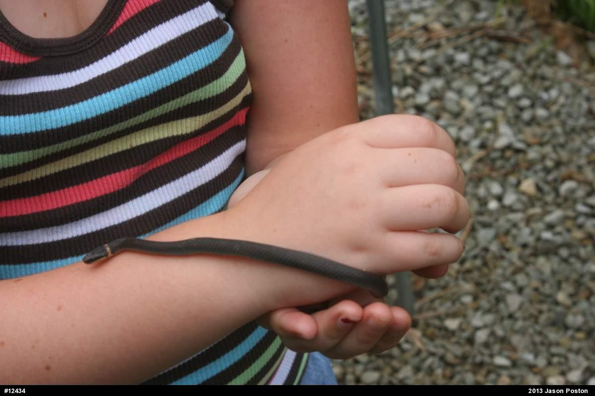 Northern Ring-necked Snake