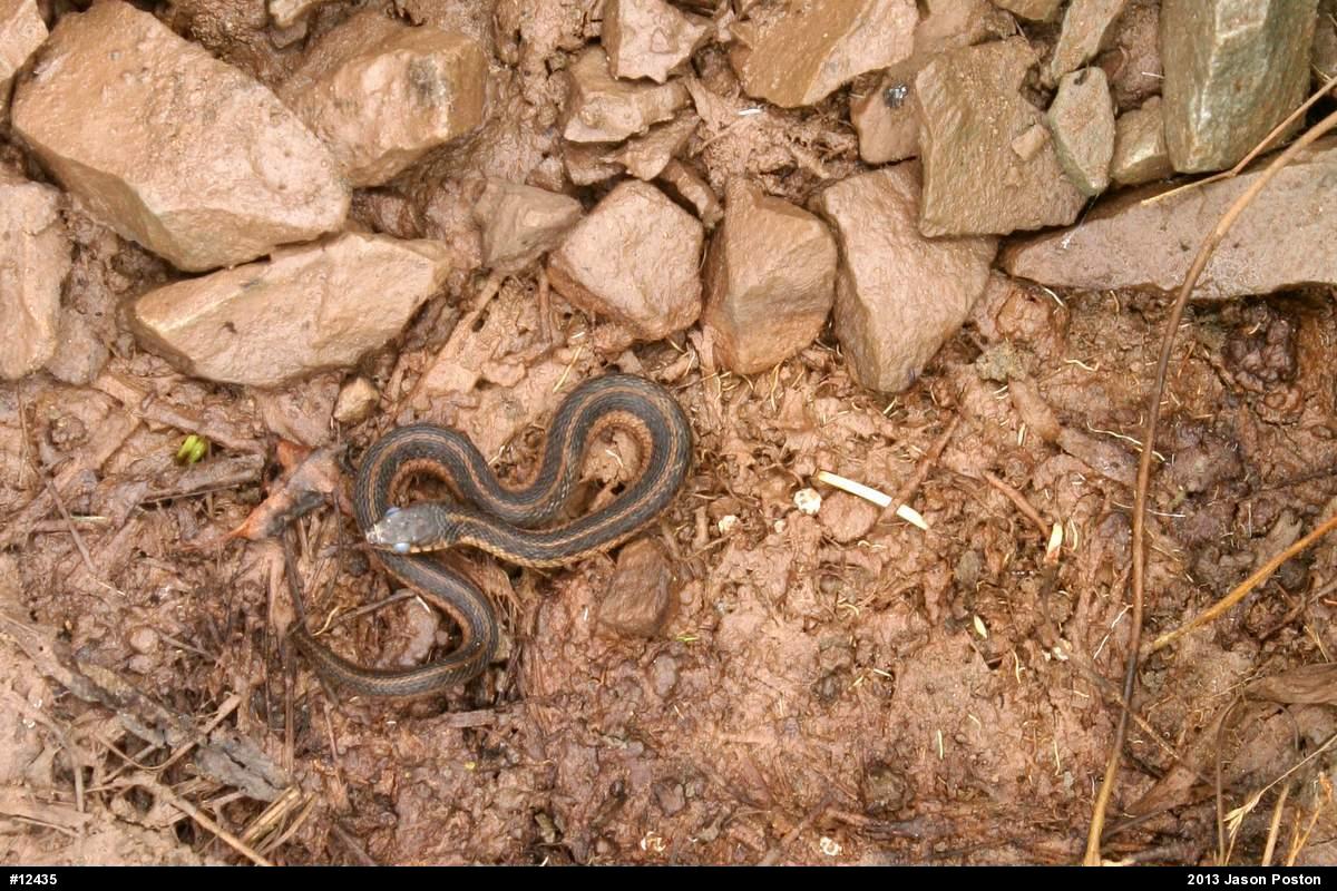 Eastern Gartersnake