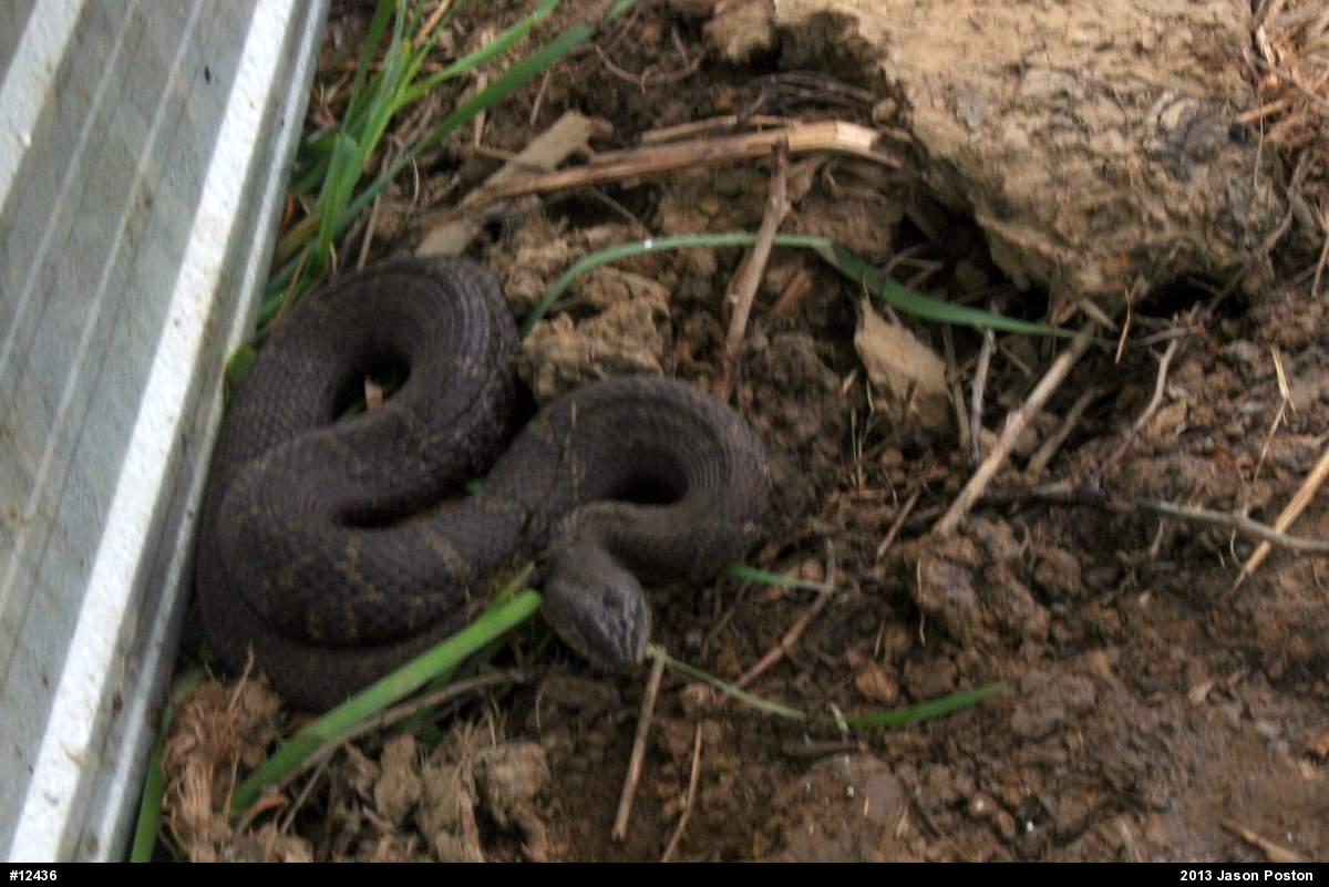 Northern Watersnake