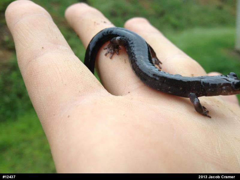 Wehrle's Salamander