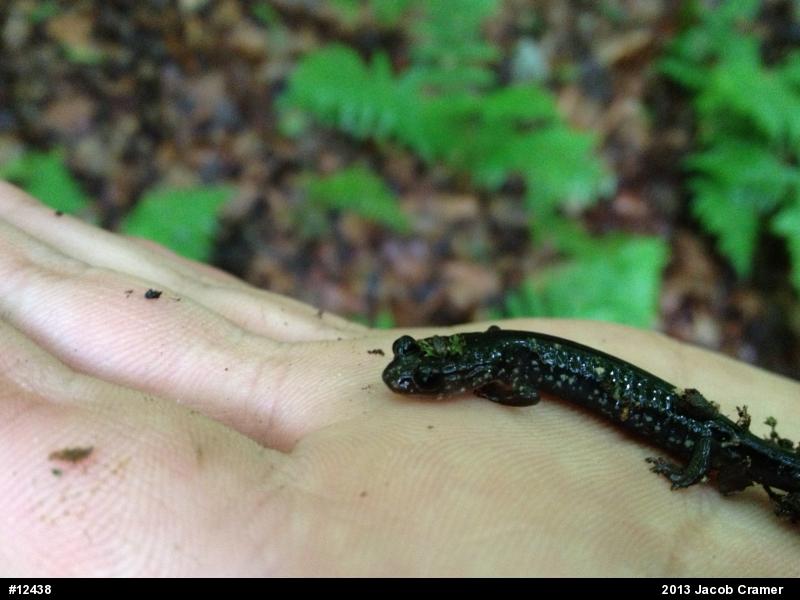 Wehrle's Salamander