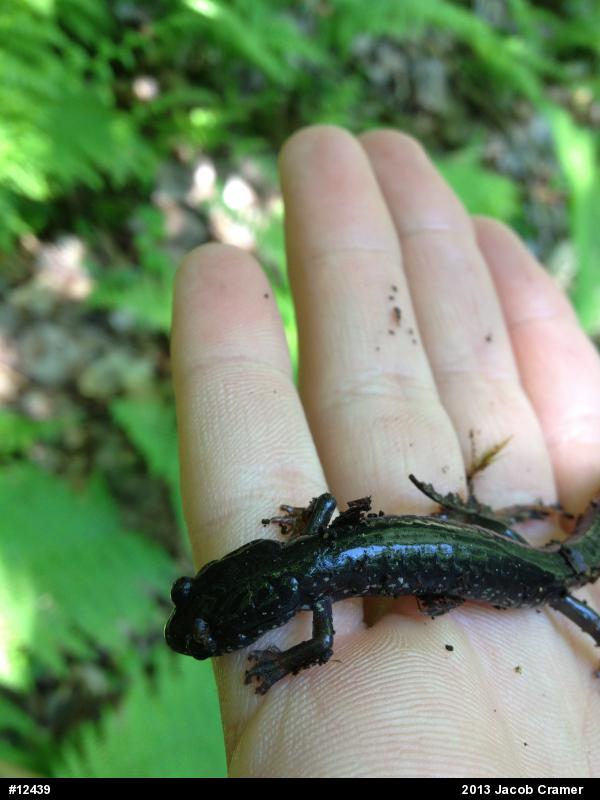 Wehrle's Salamander