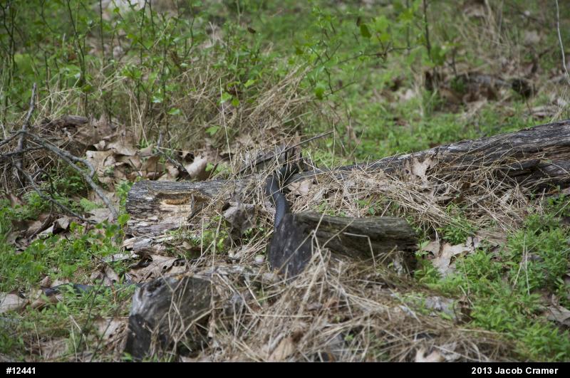 Northern Black Racer