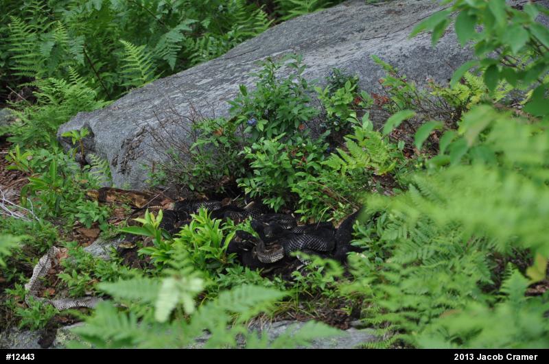 Timber Rattlesnake