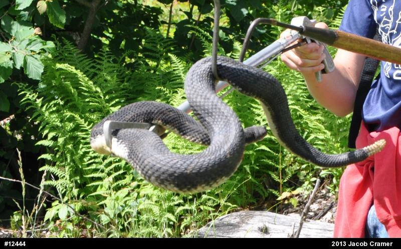 Timber Rattlesnake