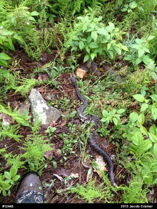 Timber Rattlesnake