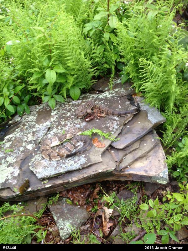 Timber Rattlesnake