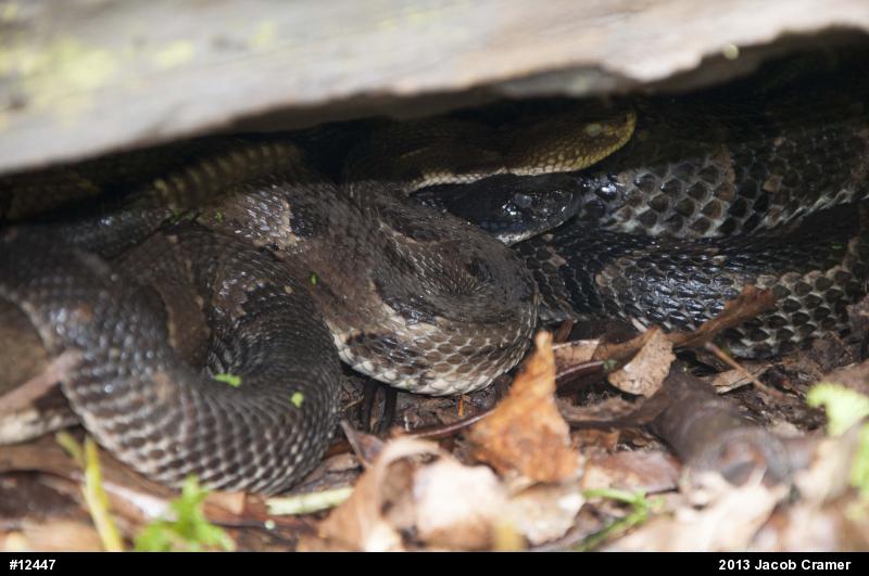 Timber Rattlesnake