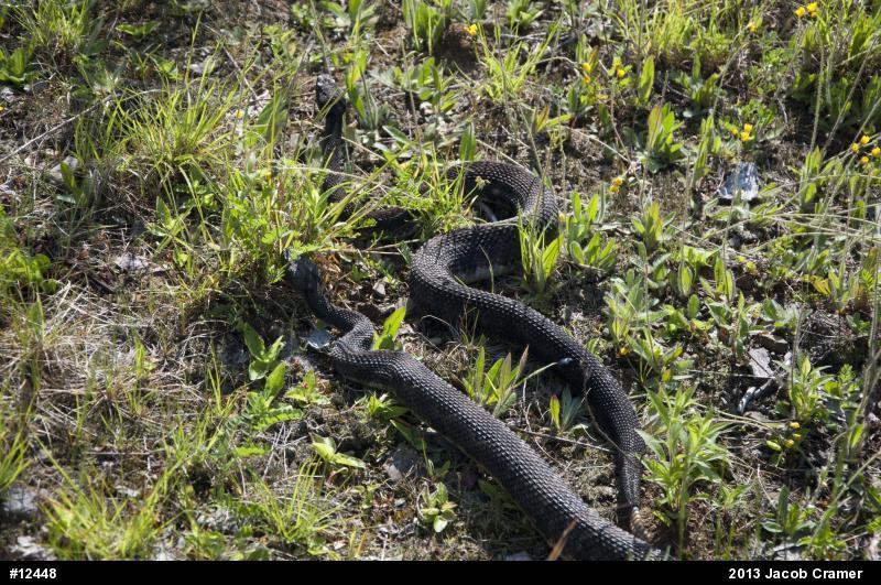 Timber Rattlesnake