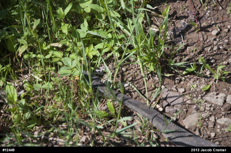 Timber Rattlesnake
