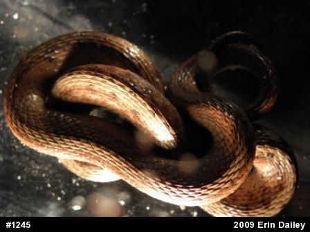 Dekay's Brownsnake