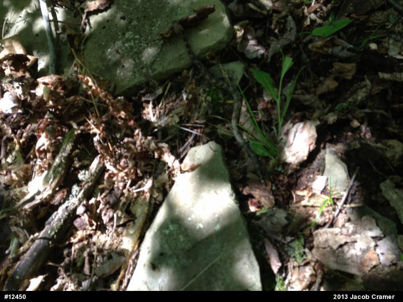 Timber Rattlesnake