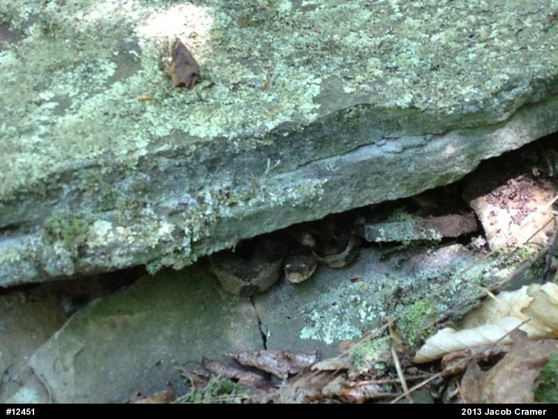 Timber Rattlesnake