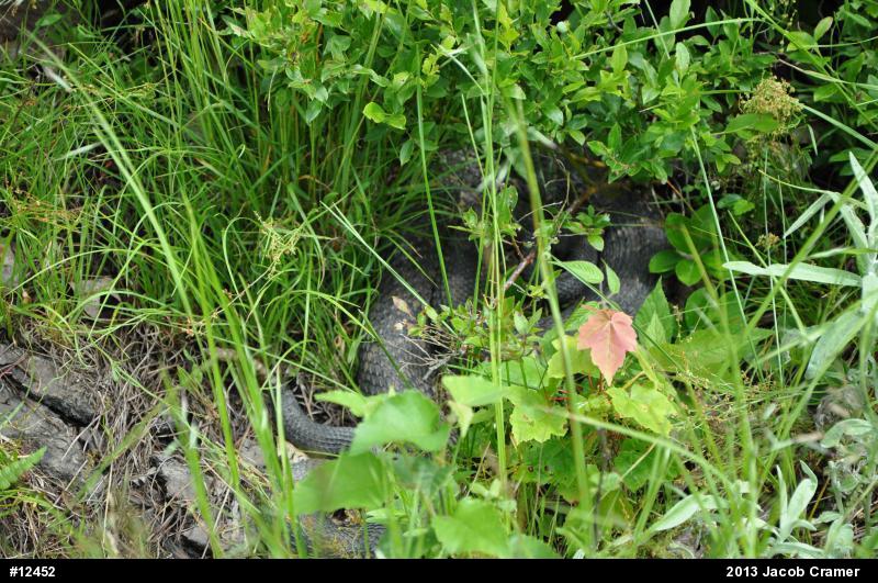 Timber Rattlesnake