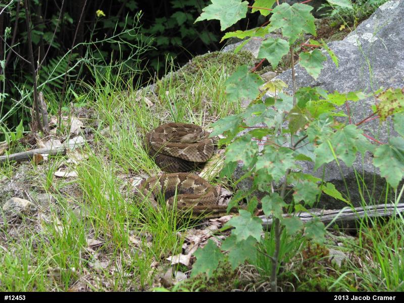 Timber Rattlesnake