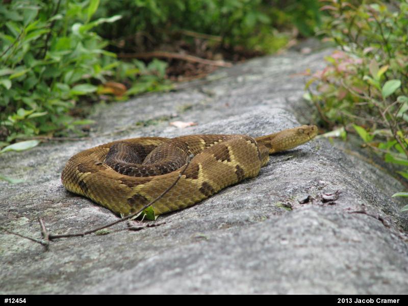 Timber Rattlesnake