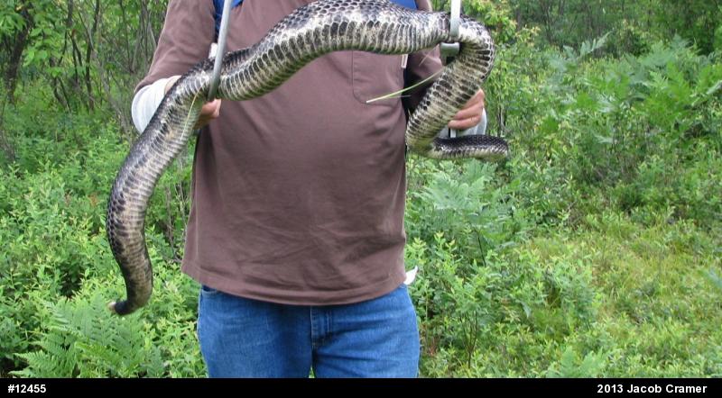Timber Rattlesnake