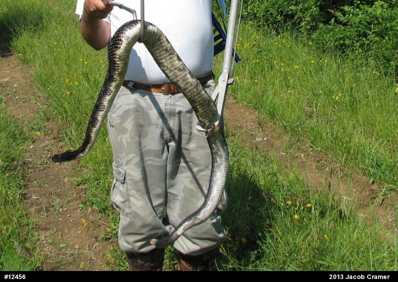 Timber Rattlesnake