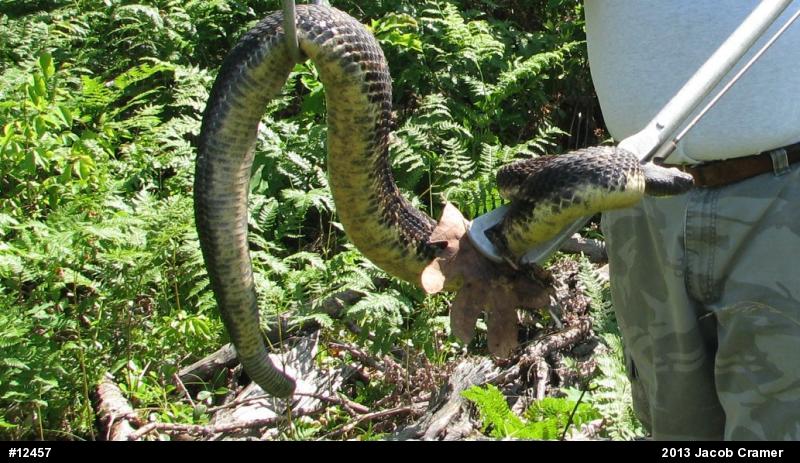 Timber Rattlesnake
