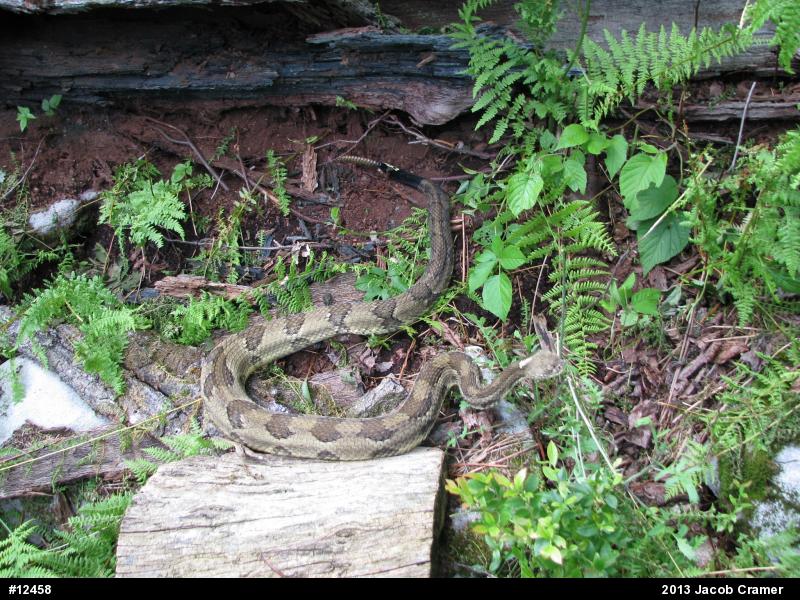 Timber Rattlesnake