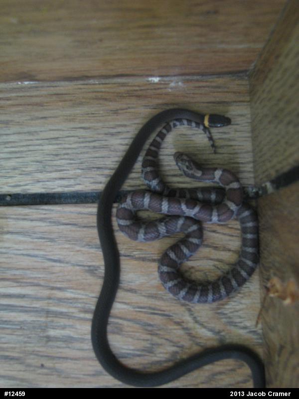 Northern Ring-necked Snake
