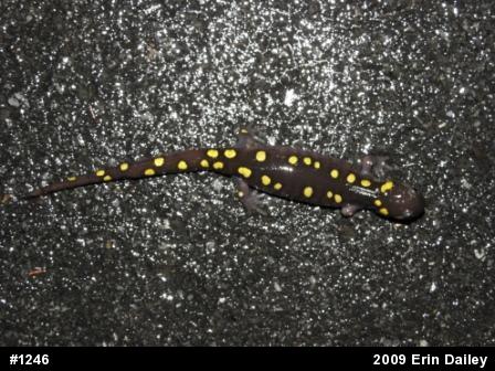 Spotted Salamander