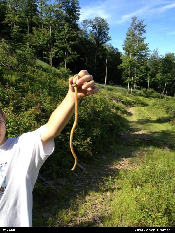 Northern Ring-necked Snake