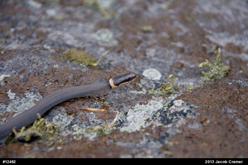 Northern Ring-necked Snake