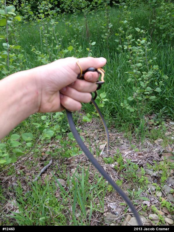 Northern Ring-necked Snake