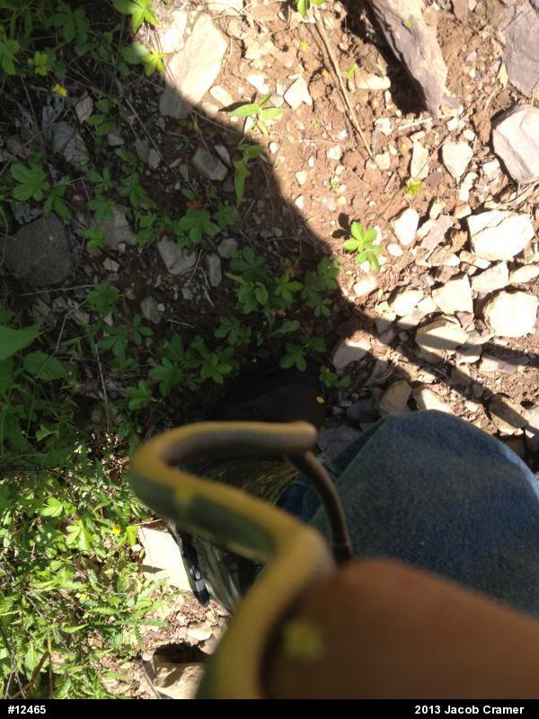 Northern Ring-necked Snake